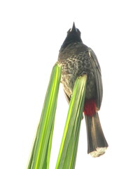 Pycnonotus cafer