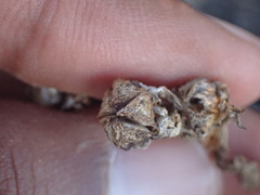 Mesembryanthemum aitonis