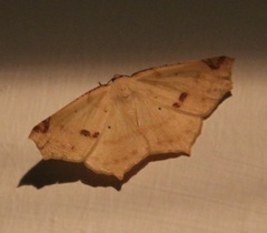 Antepione thisoaria