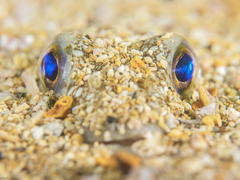 Torquigener flavimaculosus