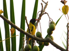 Oriolus xanthornus
