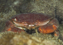 Atergatis roseus