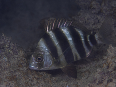 Diplodus cervinus