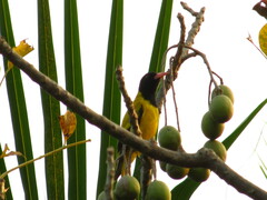 Oriolus xanthornus