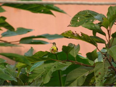 Aves
