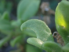 Mesembryanthemum aitonis