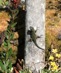 Sceloporus malachiticus