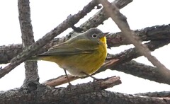 Leiothlypis ruficapilla