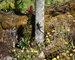 Sceloporus malachiticus