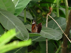 Elymnias hypermnestra