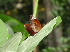 Elymnias hypermnestra