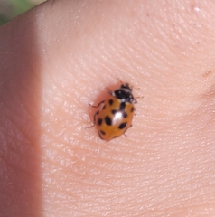Hippodamia variegata