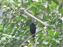 Phalacrocoracidae