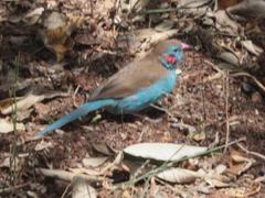 Uraeginthus bengalus