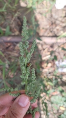 Hippodamia variegata