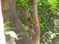 Dendrocitta vagabunda