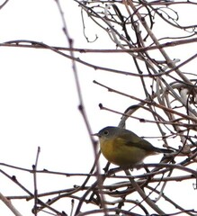 Leiothlypis ruficapilla