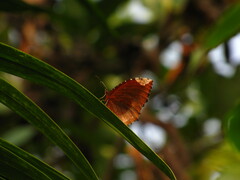 Elymnias hypermnestra