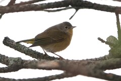 Leiothlypis ruficapilla