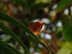 Elymnias hypermnestra