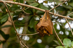 Epomophorus gambianus