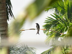 Aves