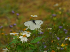 Pieris rapae crucivora