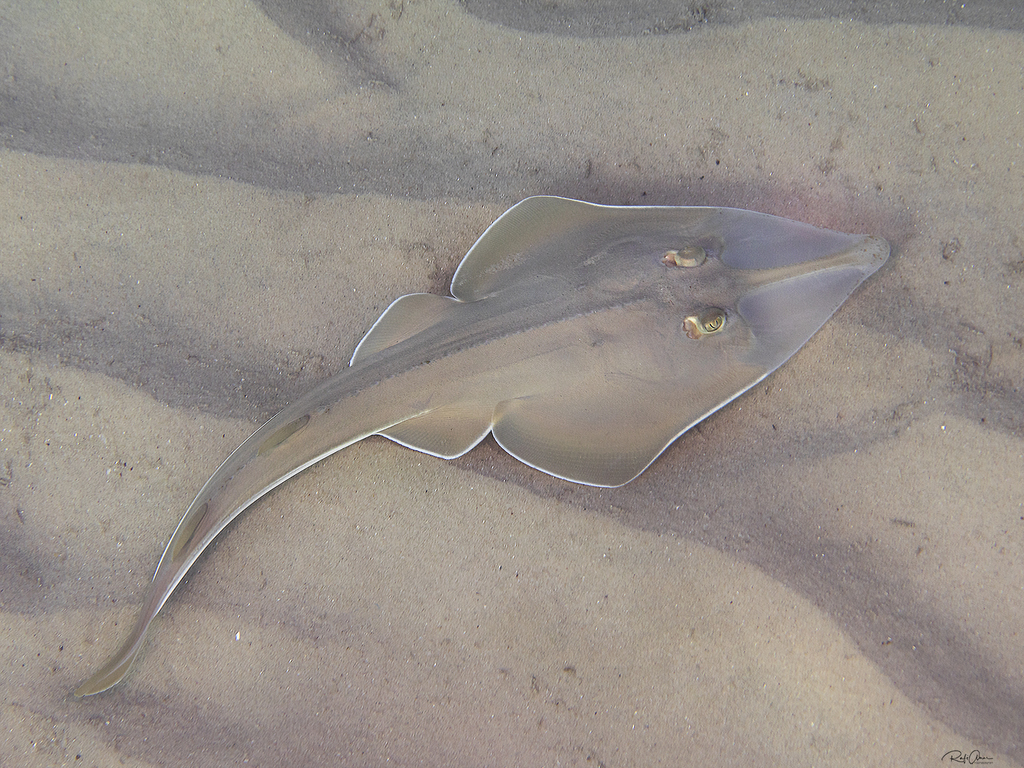 Giant Guitarfishes