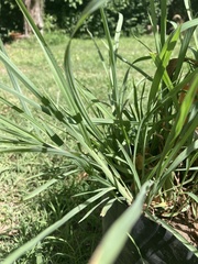 Eleusine indica