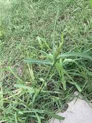 Eleusine indica