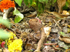 Papilionoidea