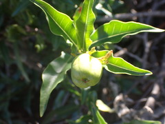 Jatropha capensis