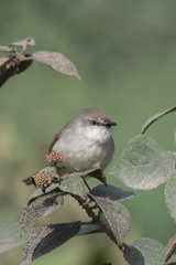 Prinia hodgsonii