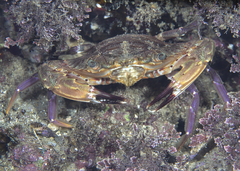 Charybdis hellerii