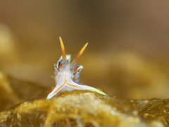 Phidiana militaris