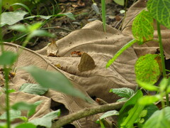 Papilionoidea