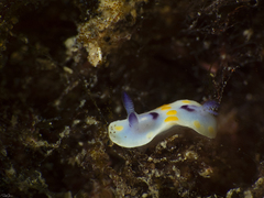 Goniobranchus annulatus