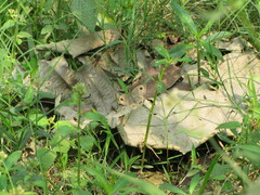 Papilionoidea