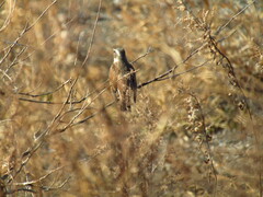 Turdus eunomus