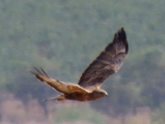 Buteo buteo vulpinus