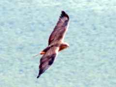 Buteo buteo vulpinus