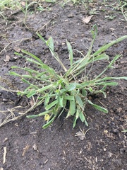 Eleusine indica