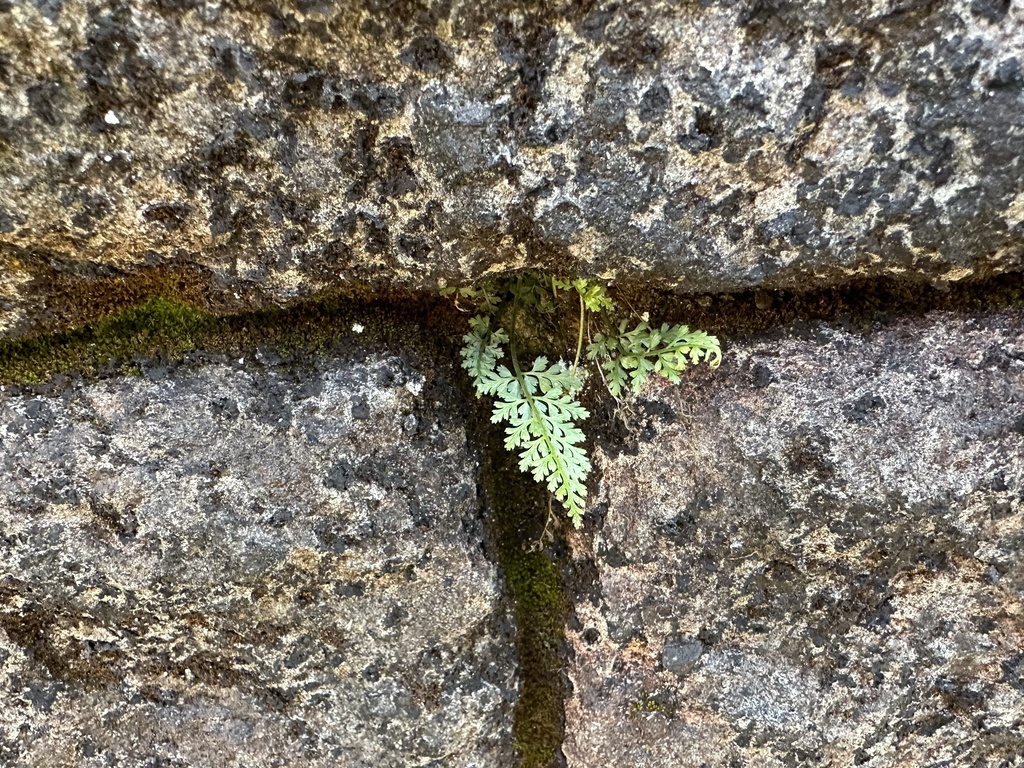 Asplenium anogrammoides (Asplenium anogrammoides)