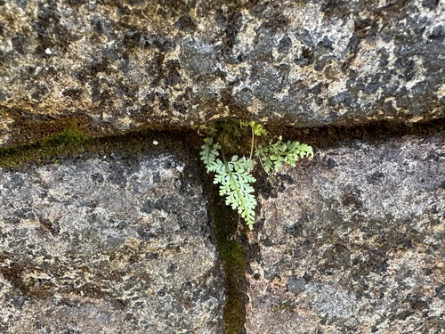 Asplenium anogrammoides (Asplenium anogrammoides)