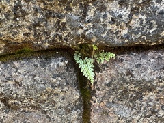 Asplenium anogrammoides
