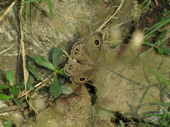 Papilionoidea
