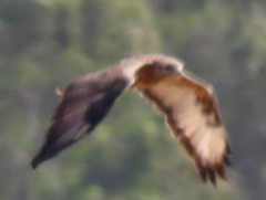 Buteo buteo vulpinus