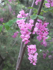 Robinia × ambigua