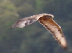 Buteo buteo vulpinus