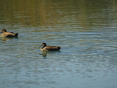 Mareca strepera strepera